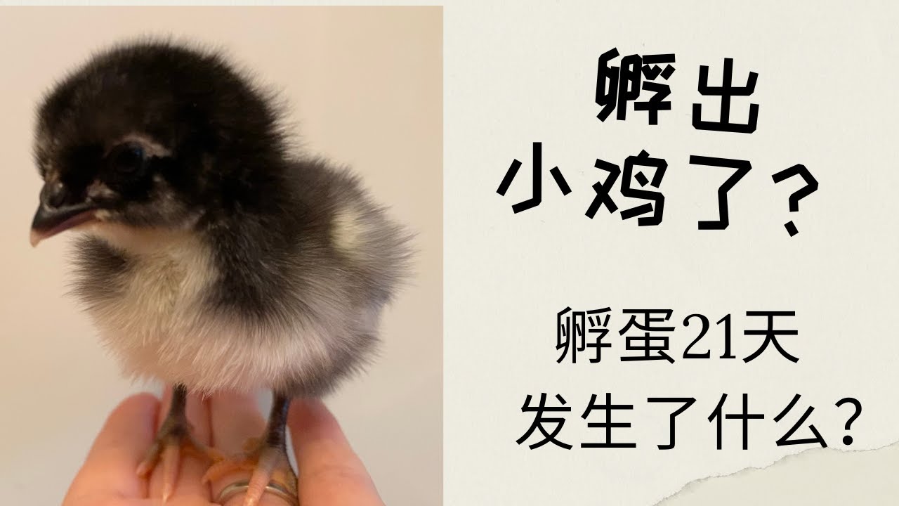 孵蛋21天，真的孵出小鸡了吗？从零开始养小鸡｜孵小鸡｜后院养鸡｜小鸡孵化｜