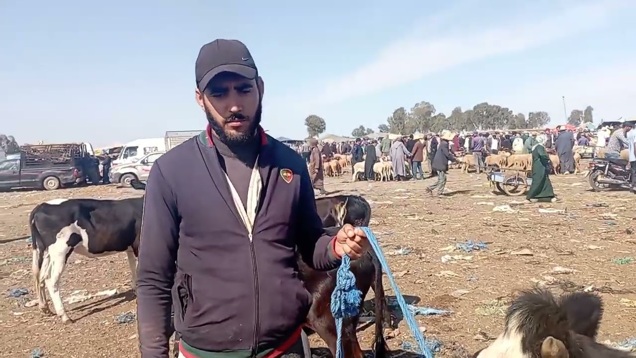 سوق الاثنين عين عودة ضروبة  عيد الاضحى /12/06/2023🐂🐂🐂