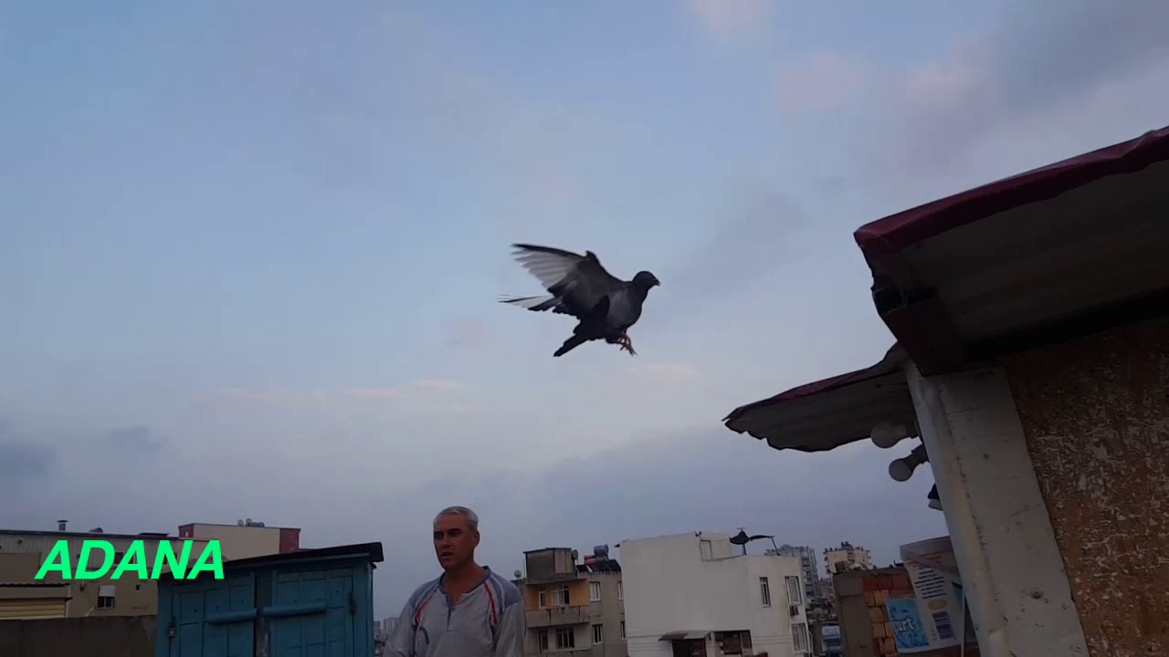 GÜVERCİN NASIL EĞİTİLİR