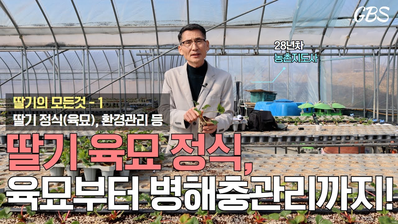 [딸기의 모든 것 1] 딸기육묘정식부터 병해충관리까지🍓