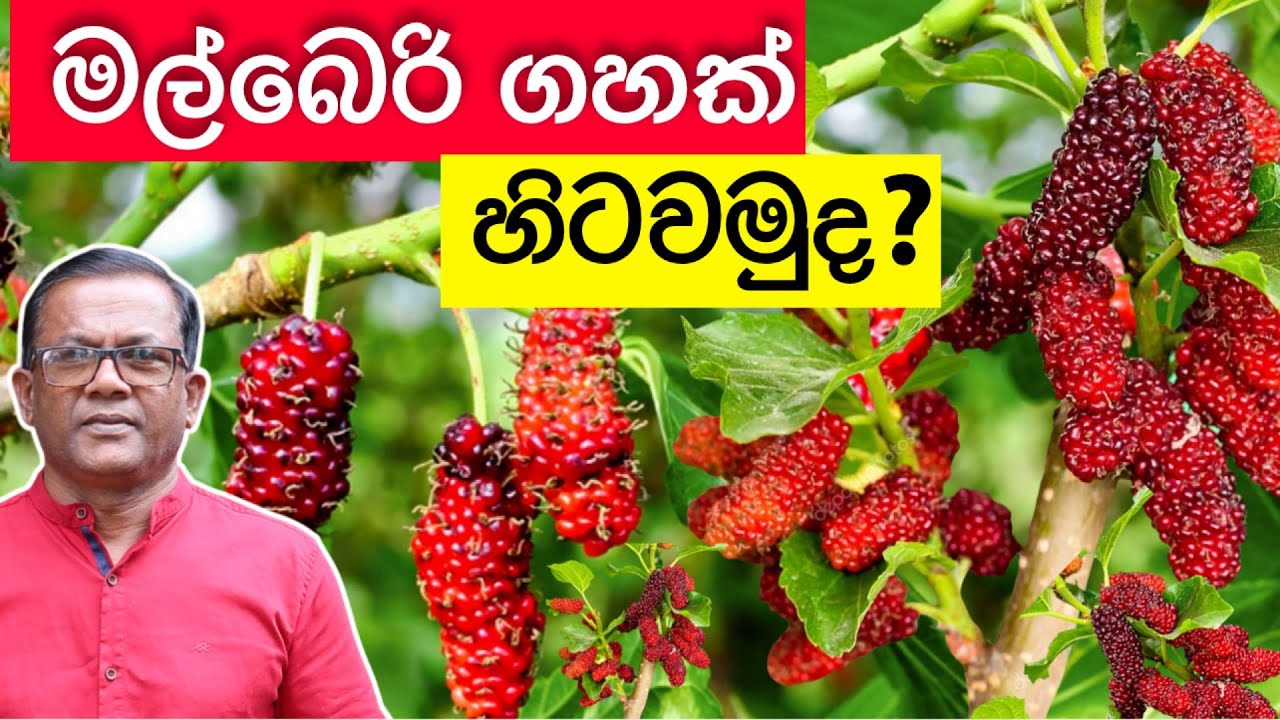 ගහ පිරෙන්න ගෙඩි එන , පොඩි අය ආසම පළතුර | How to Grow Mulberry at Home | Ceylon Agri Episode 239