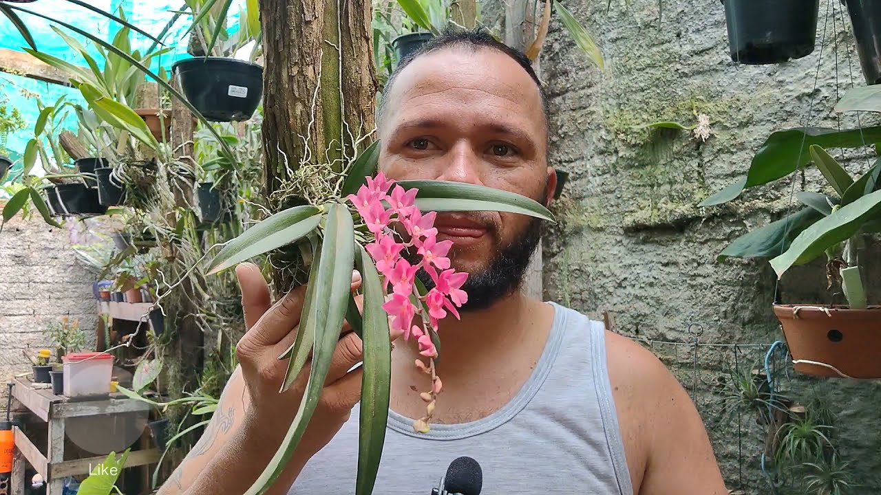 Rodriguezia Lanceolata #rodriguezialanceolata #orchids #flores #shorts #orquidea #plantas #cultivo