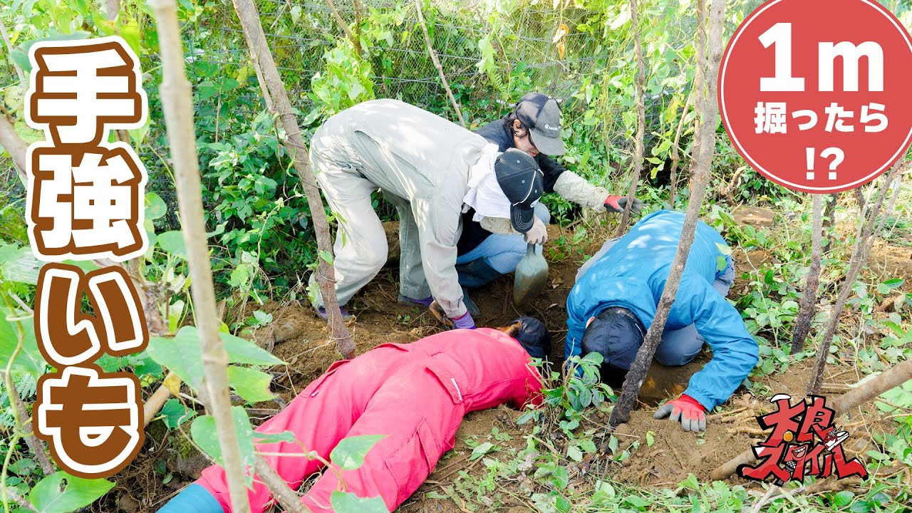 【手強いも】大人４人で掘り出した太良町の味わい