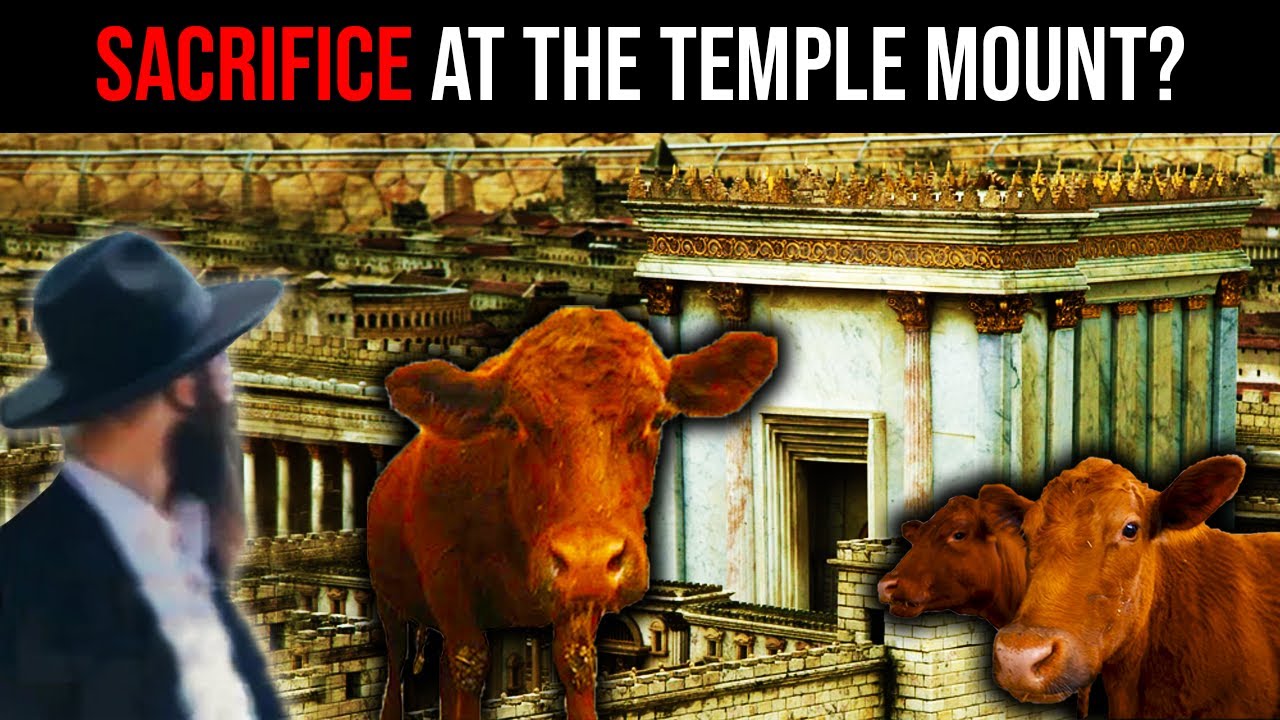 Jews Prepare Red Heifer Sacrifice at Al Aqsa Mosque? Red Heifer Update | Red Heifer Prophecy