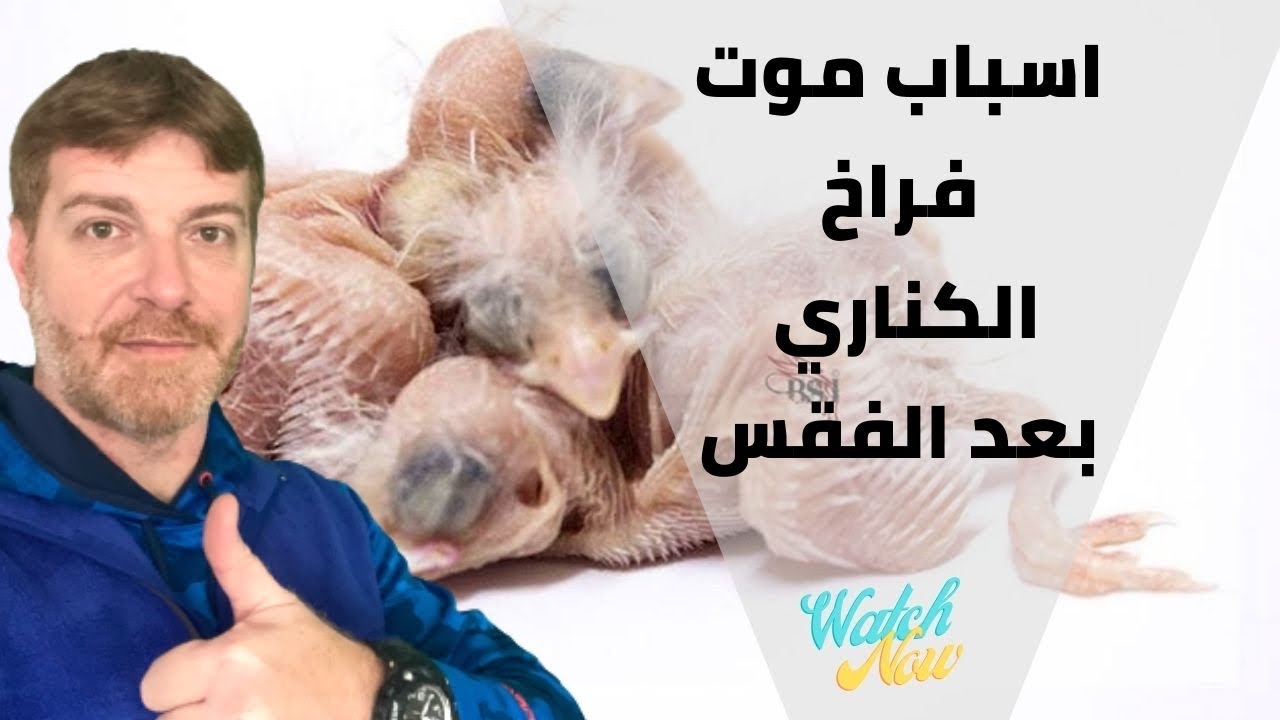 اقوى اسباب موت الفراخ بعد الفقس
