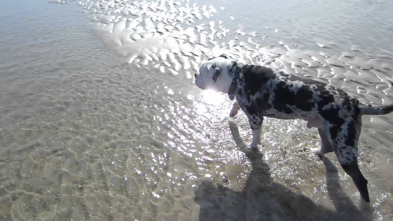 Alapaha Blue Blood Bulldog, Axel on the sandbar.