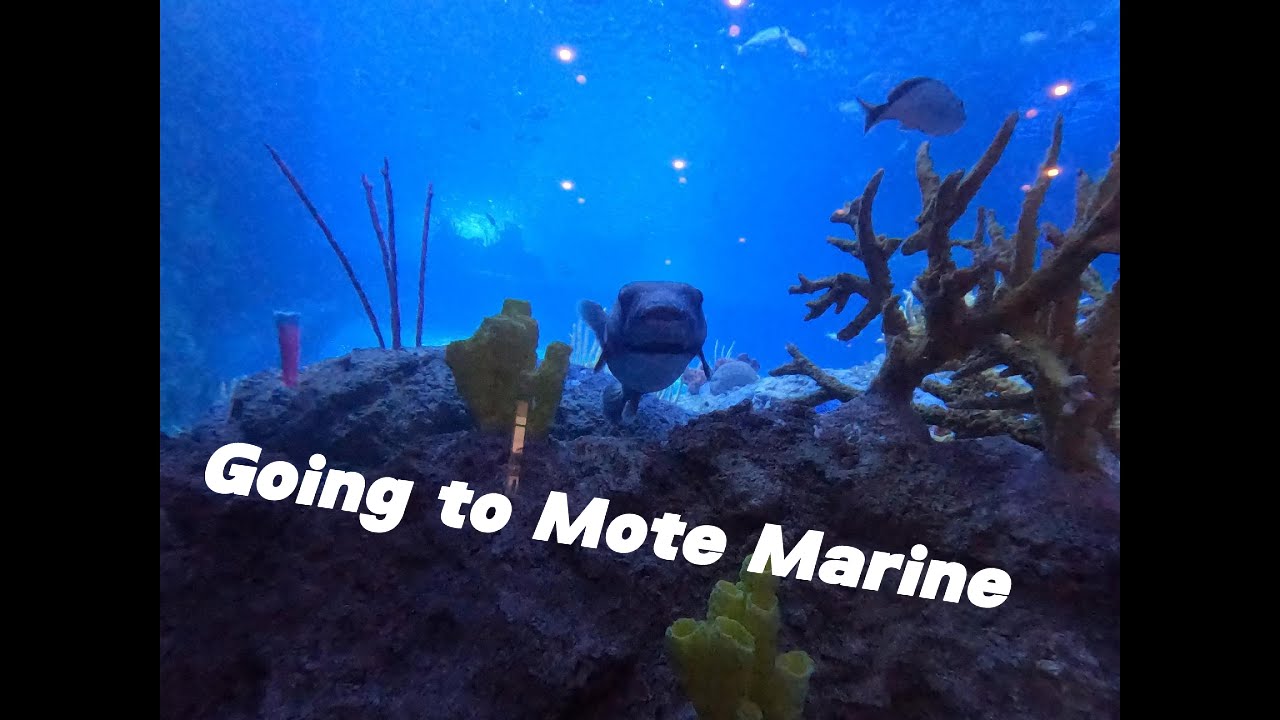 Going to Mote Marine #motemarine #water #animals #aquarium #fish #sharks #amazing #sarasota