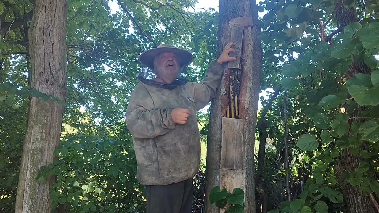 Hodowla pszczół w barciach. Świepot koniec pożytków.