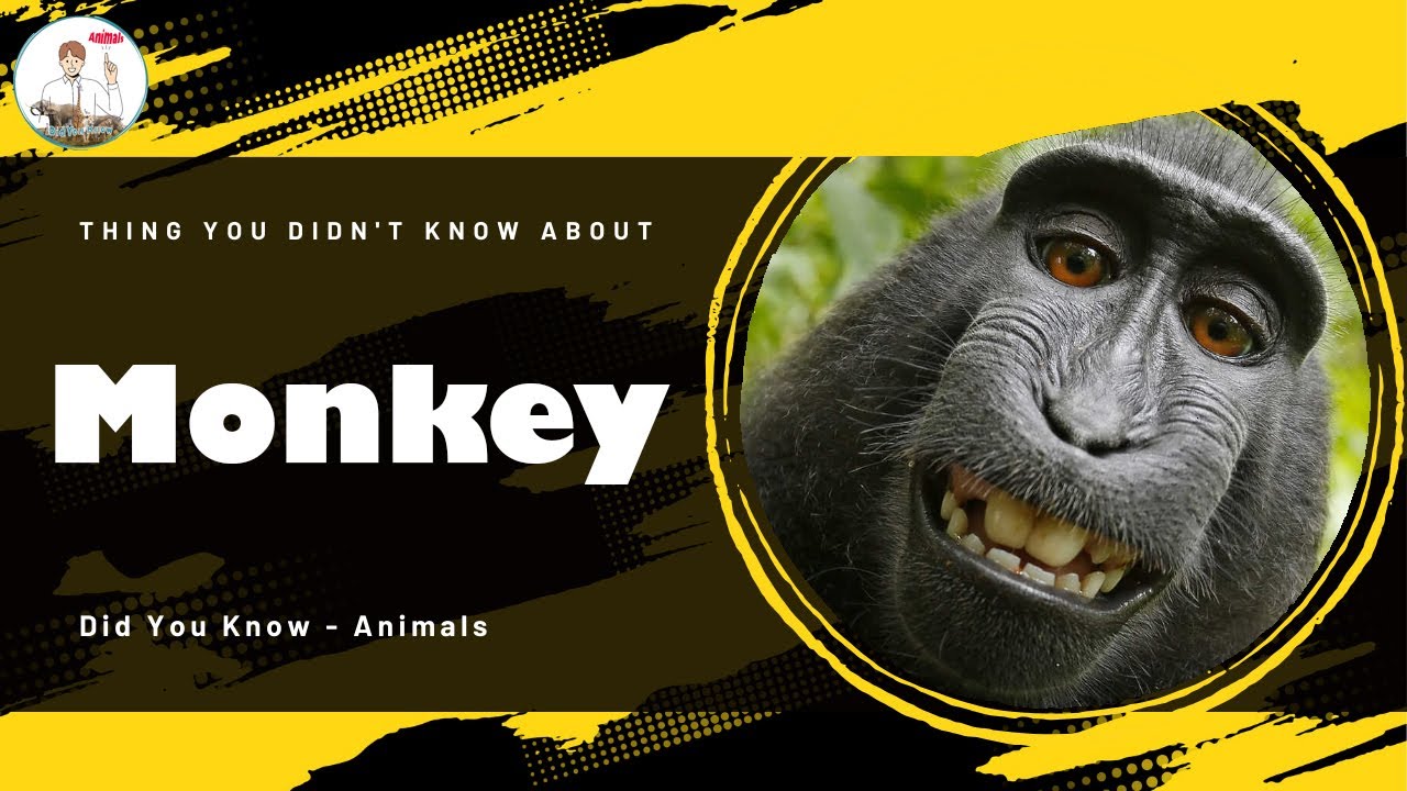 Thing You Didn't Know About Monkey