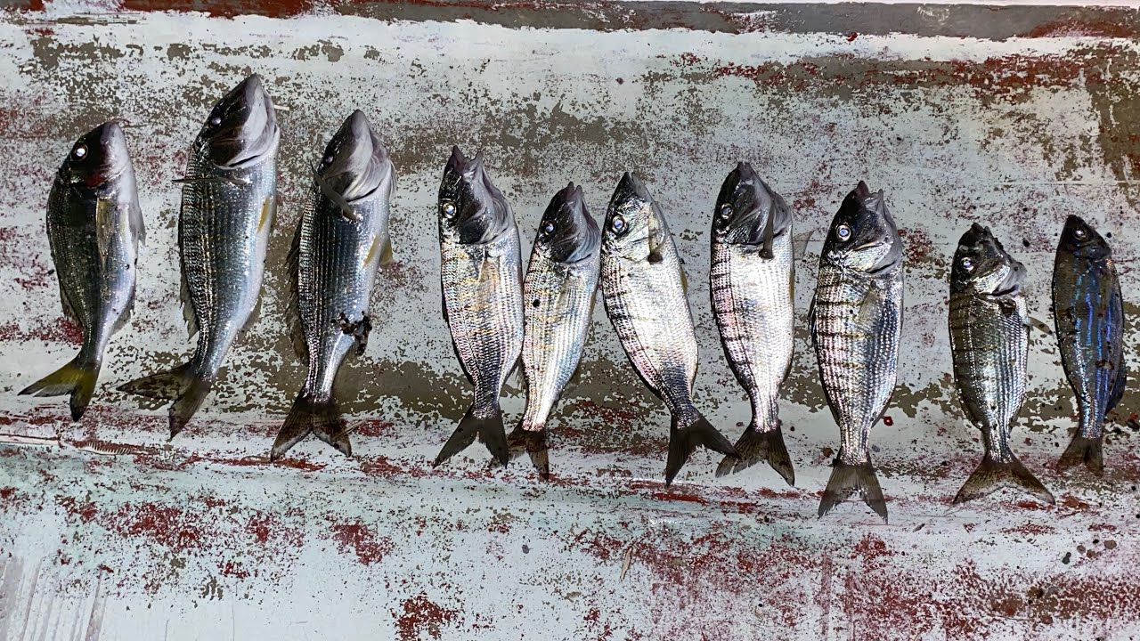 TEKİRDAĞ’da Bu Noktada Balık Patlaması Var! (Tekirdağ’da Surfcasting)Her Atışta Balık! Çupra