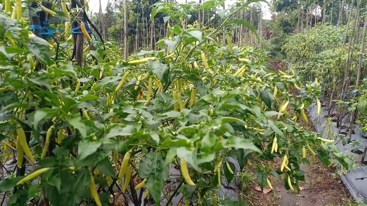 fungisida mahal tapi bagus banget