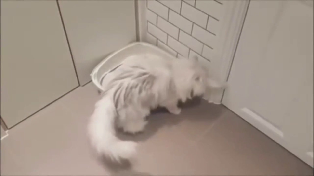 Weird Looking Wilfred Cat COMPILATION (UPDATED)