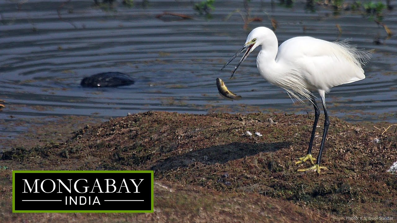 Birds in Delhi ponds remind us why we should not ignore small urban wetlands