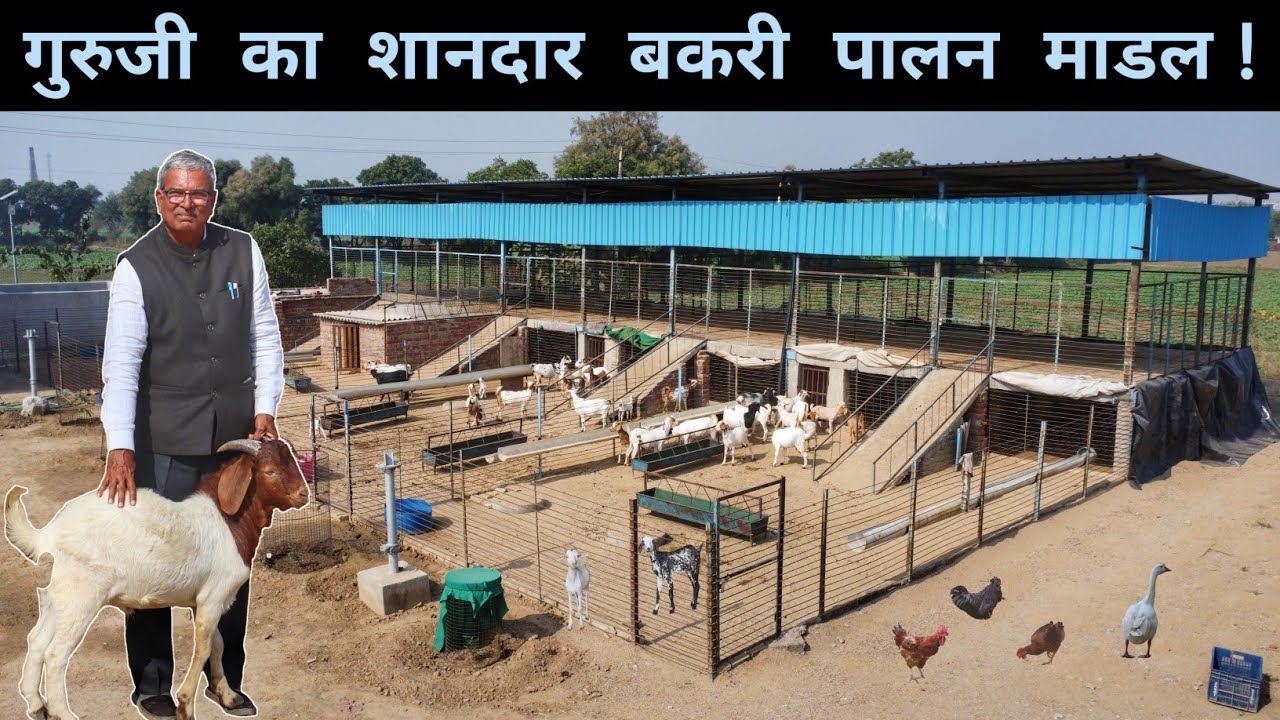 सरकारी स्कूल के मास्टर जी पिछले 3 साल से कर रहे हैं Goat Farming | Multiple farming In 1 Acre