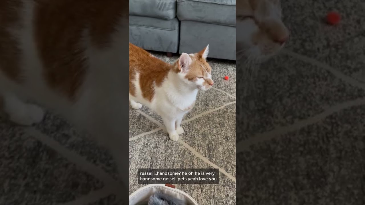 Russell Wants Dylan 🥺 | CatManJohn