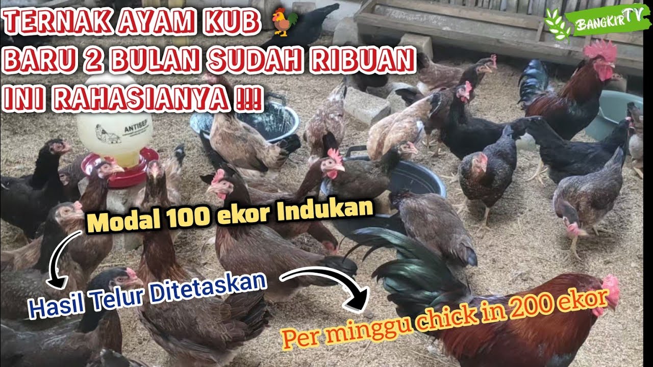 TERNAK AYAM KUB 🐓 DARI 100 EKOR JADI RIBUAN ⁉️ HANYA DALAM WAKTU 2 BULAN 😱