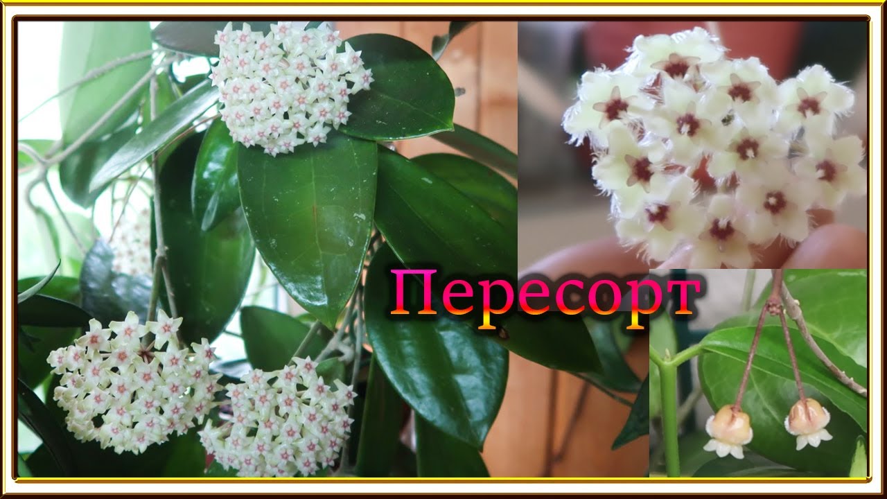 Цветение хой в июне