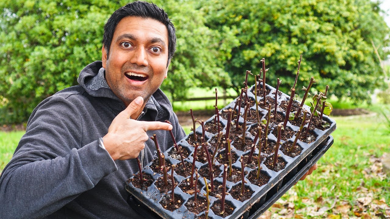 Plant Nurseries Do Not Want You to Know This Secret!