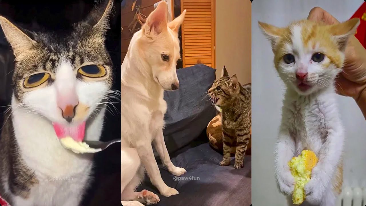 😂 Bruschimichis | Videos de Gatos Divertido Que Te Haran Llorar De Risa