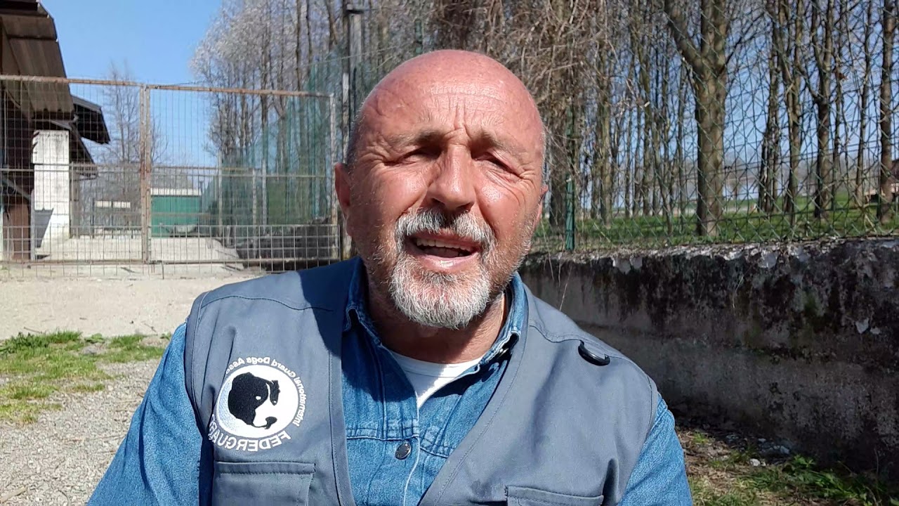 CANI DA GUARDIA: Per non rischiare aggressioni sui familiari!