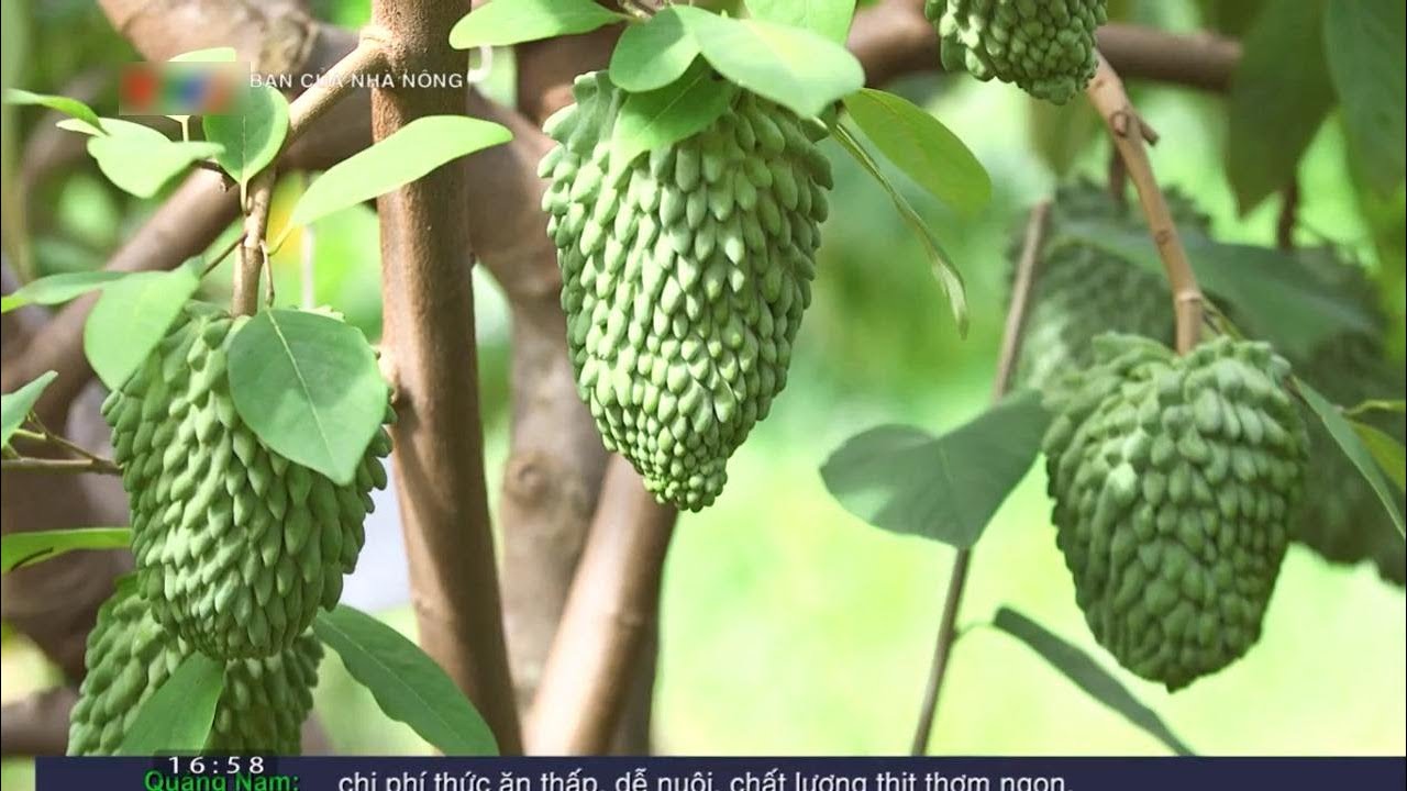 Nông dân làm giàu nhờ mô hình trồng na sầu riêng