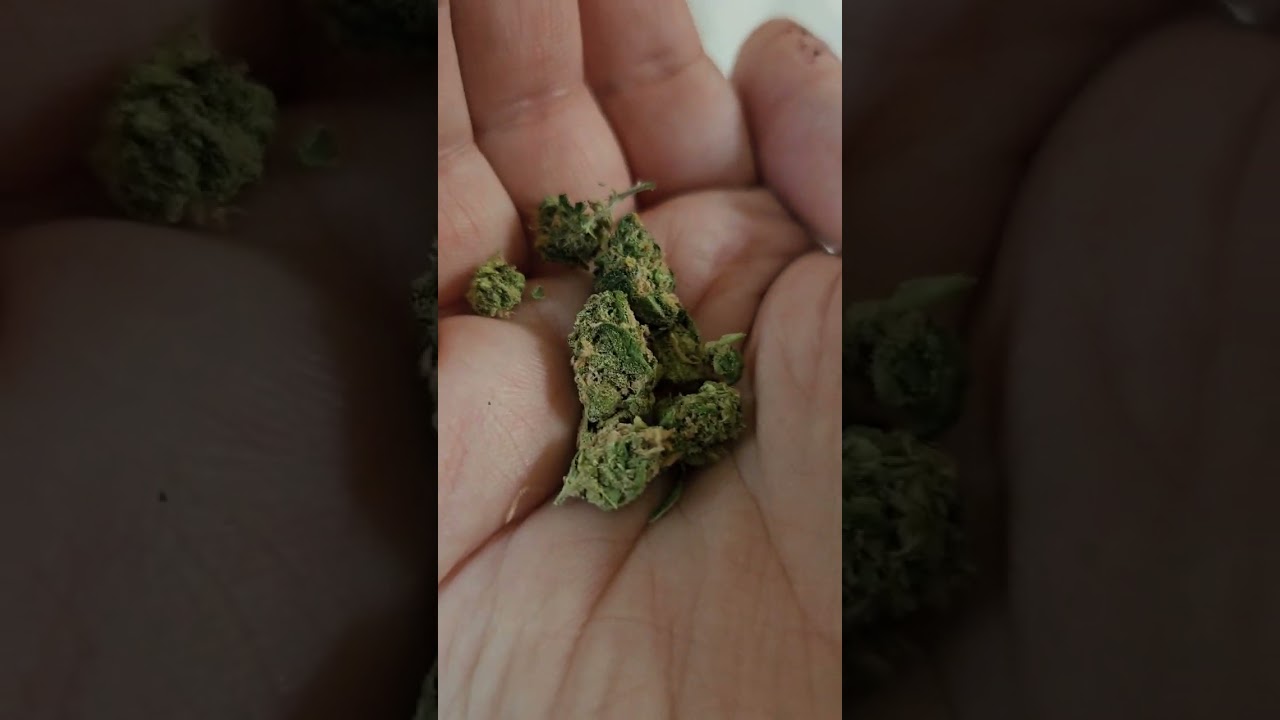 Golden Goat - PDX Organics strain review