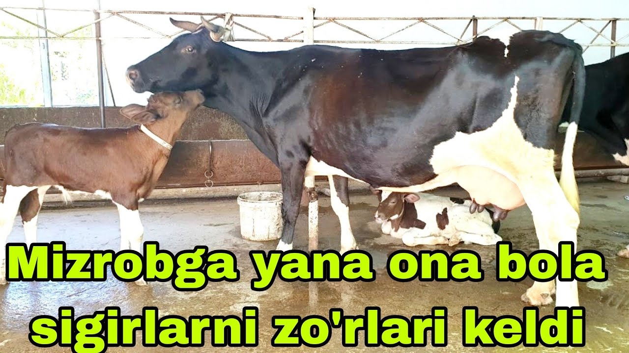 Yana Mizrobjonga yangi partiya Rassiyskiy ona bola sigirlar keldi 18-iyul, 2024