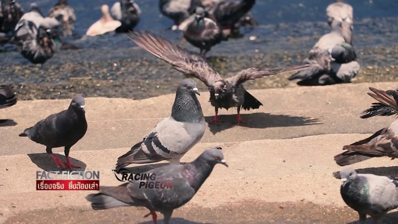 Fact Fiction Beyond ตอน RACING PIGEON  / พิราบปีกเหล็ก