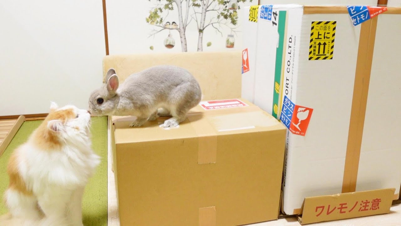 【視聴者さんからのお届け物】でっかいダンボールにおもちゃを期待するうさぎさんとニャンコ