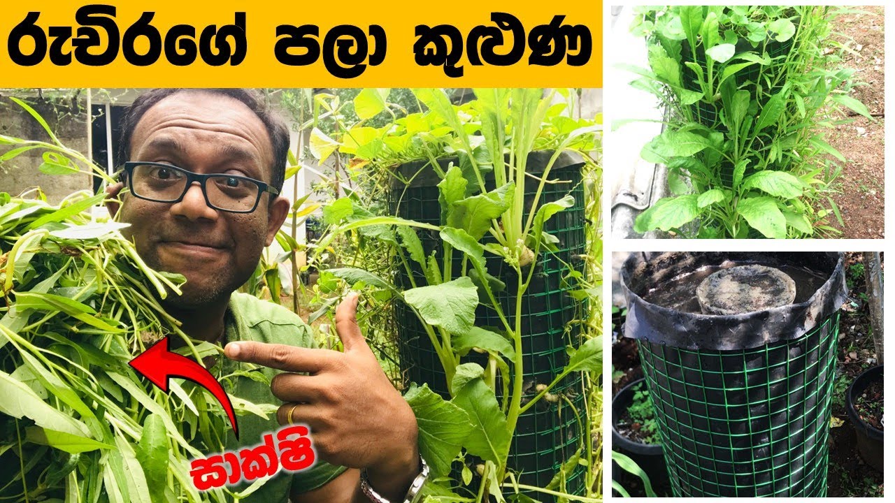 වල් නැහැ, පොහොර ඕනේ නැහැ, අඩි 2x2 ඉඩකින් සතිය ගානේ අස්වැන්නක්