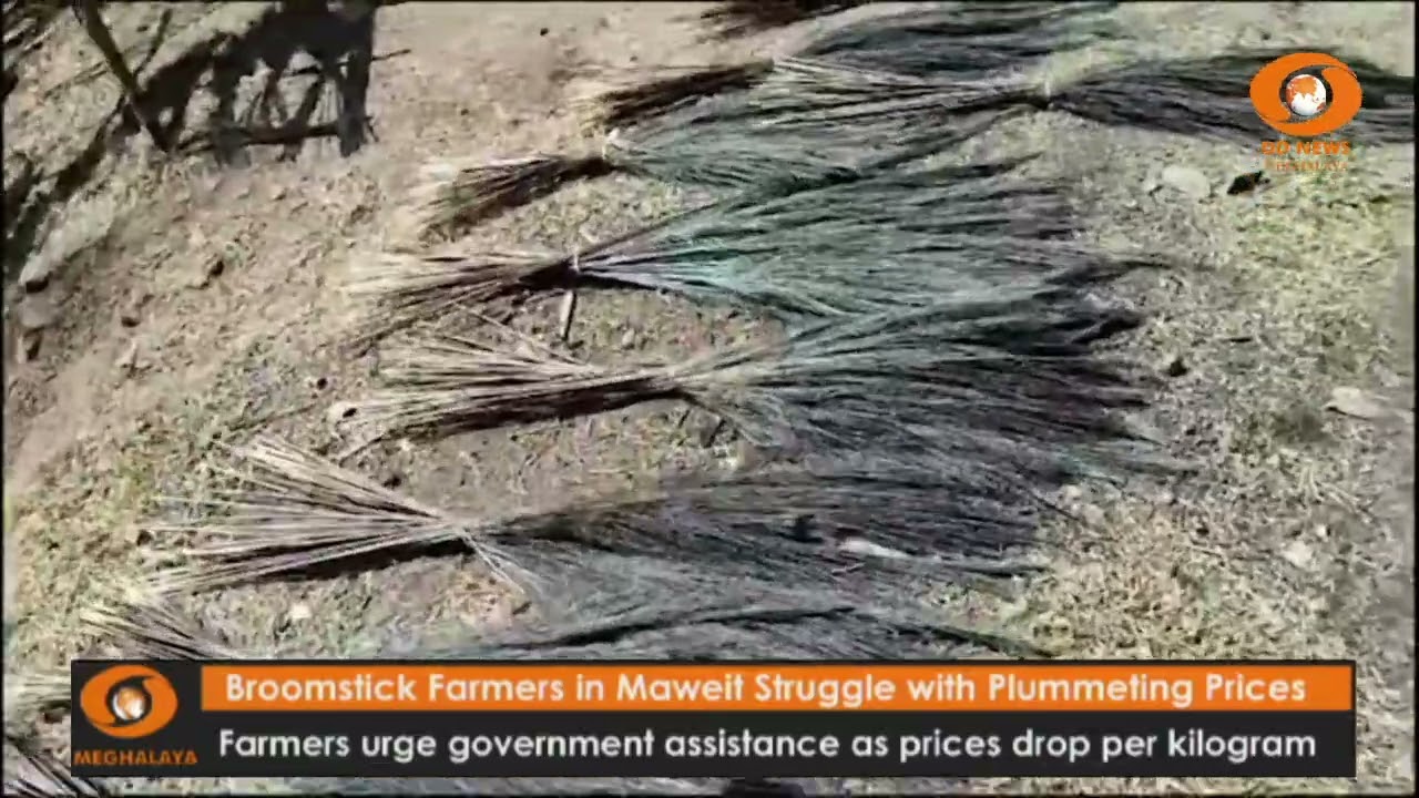 Broomstick Farmers in Maweit Struggle with Plummeting Prices