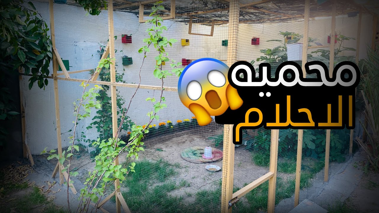الحمام الملكي بيض 🔥 زرعنا المحميه ورد النتيجه صدمه 😱❤️