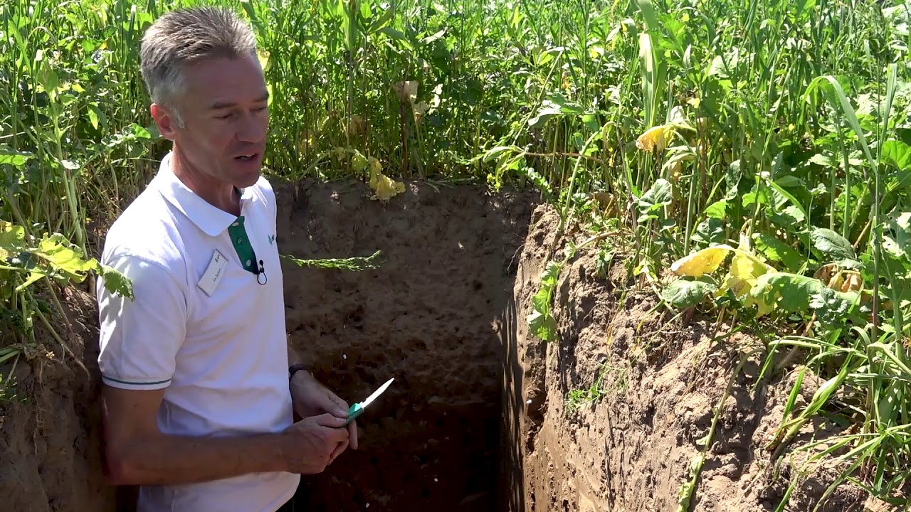 DSV zaden │ Bodemprofielkuil met TerraLife® groenbemestermengsels