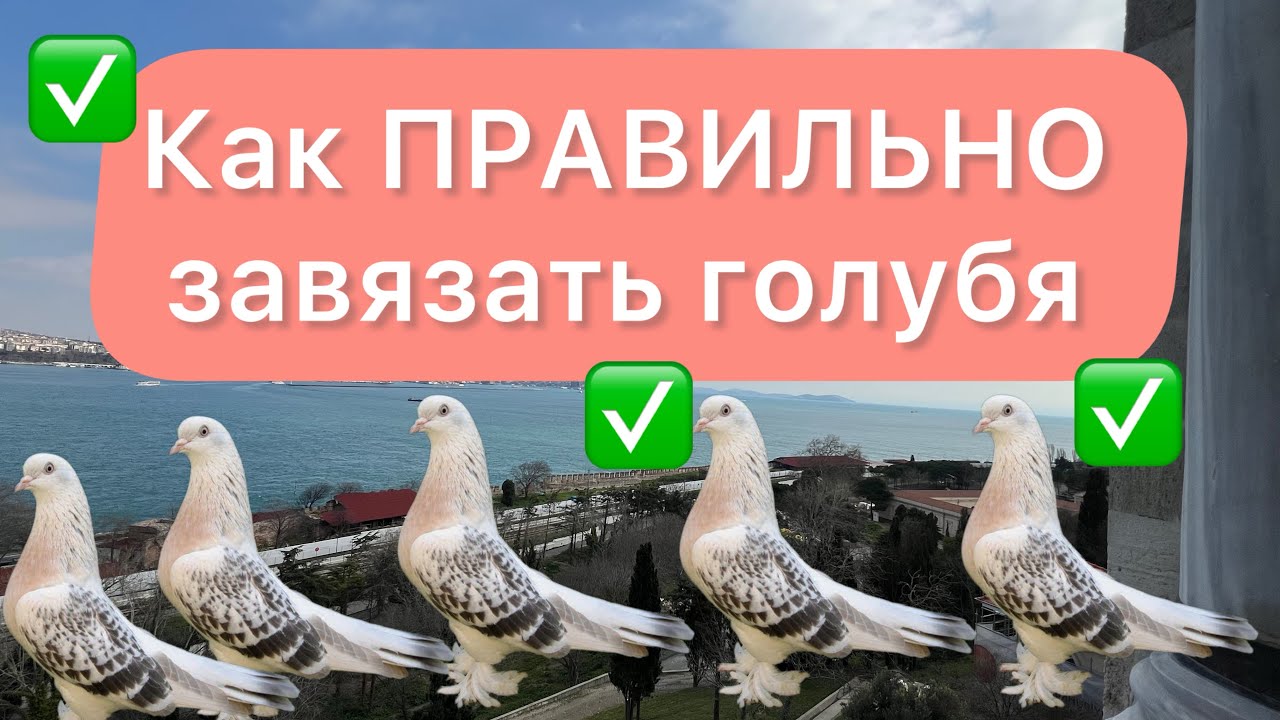 Если ВЫ голубятник то вы ДОЛЖНЫ это ЗНАТЬ! Старый но ГОДНЫЙ способ! 💯 