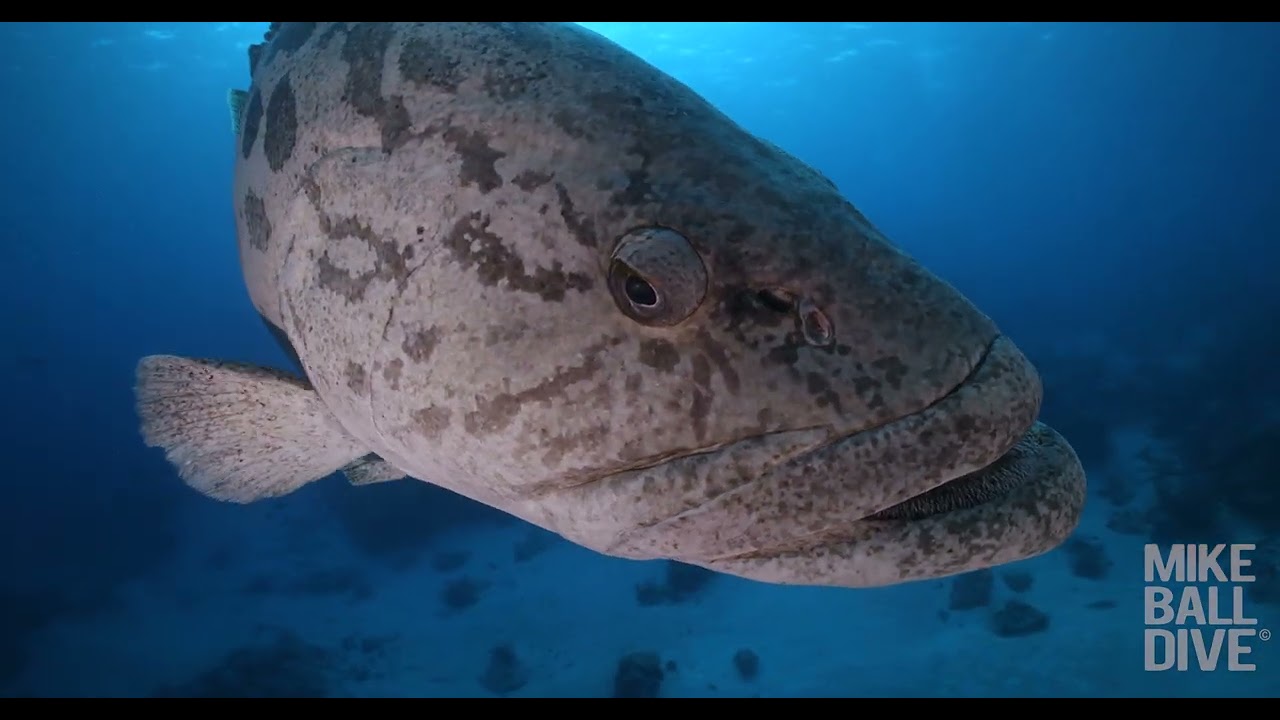 7 Night Far North Coral Sea Exploratory | 25 September - 2 October 2025