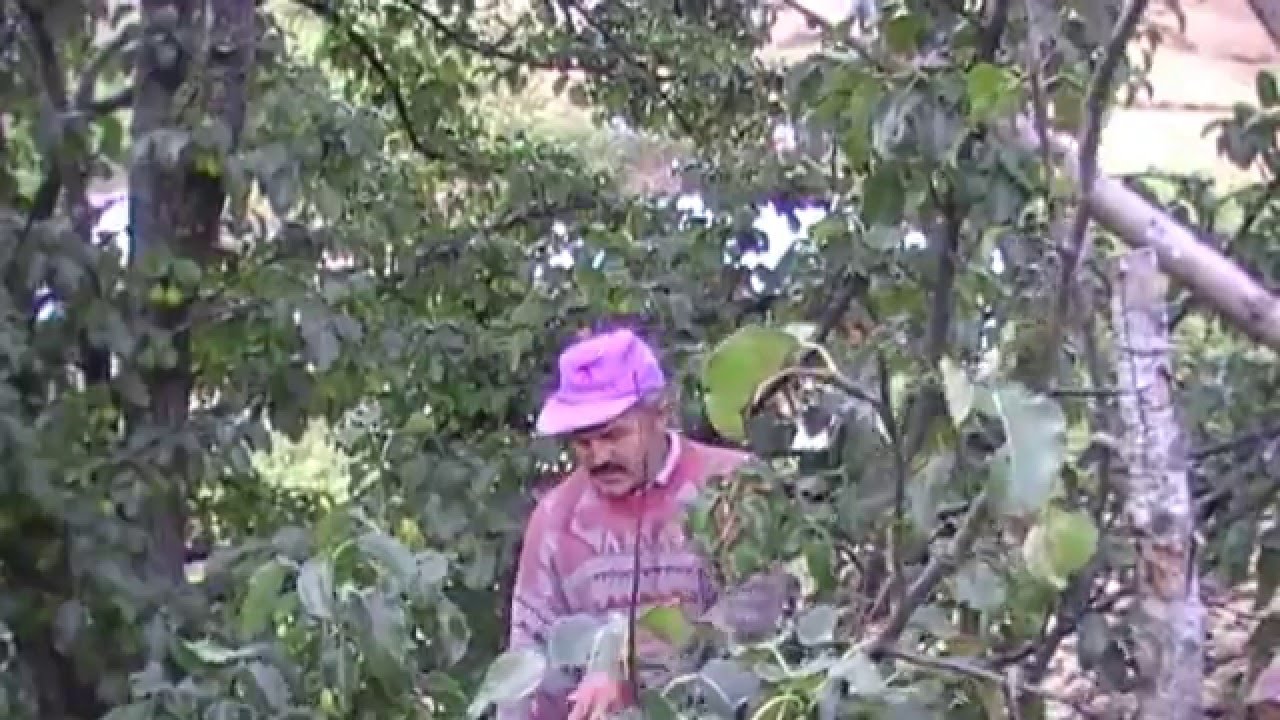 ÇAMBAŞI YAYLASI MADEN OBASI