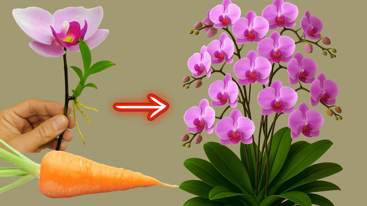 With just one flower and one carrot you can propagate thousands of orchids at will.