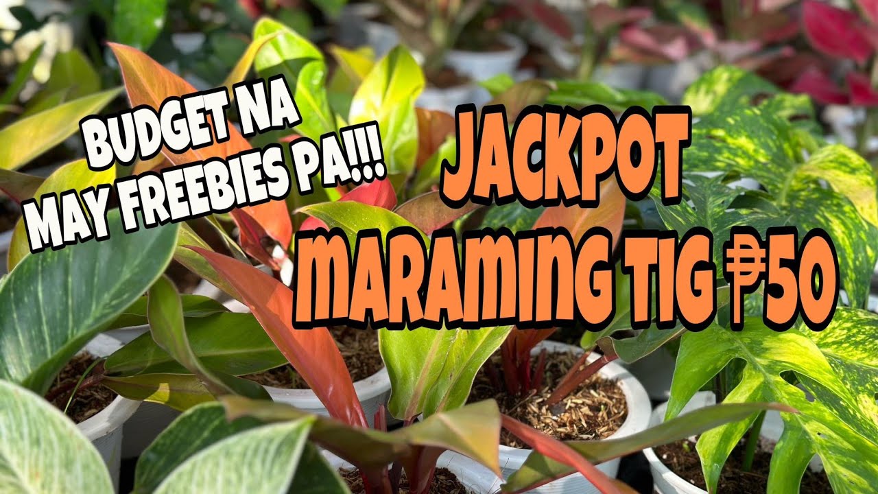 JACKPOT MADAMI TIG ₱50 ULIT! STANDELYANA ALBO ₱50 WOWWWW