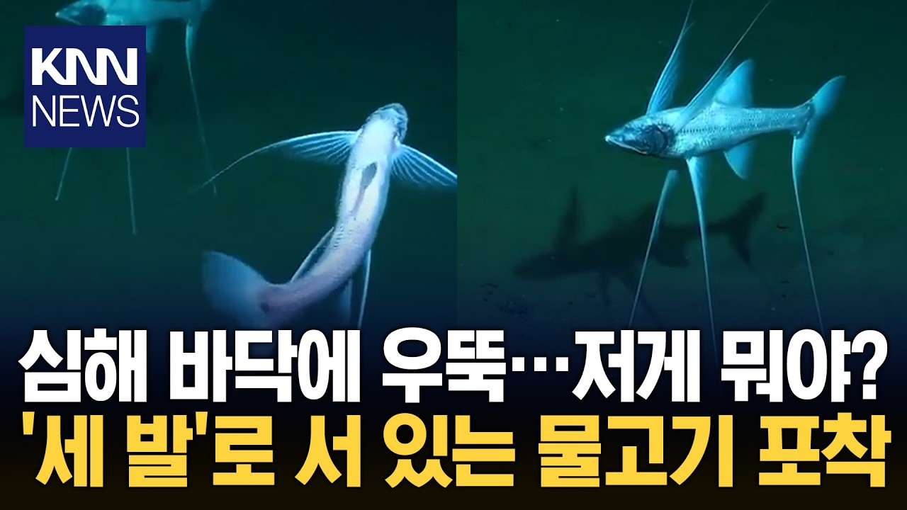 소름끼치는 심해 생물의 정체는? / KNN
