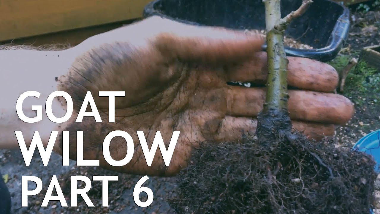 Goat Willow Bonsai. from seed, 6
