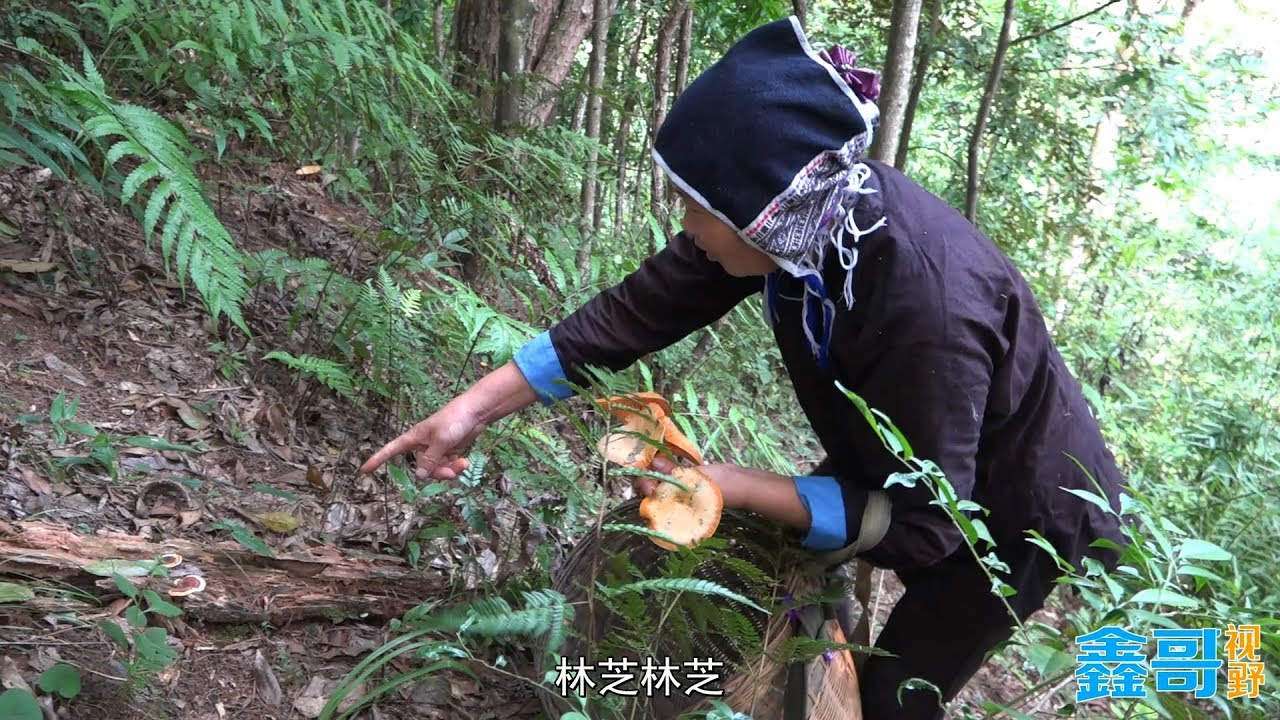 【鑫哥】大叔大媽進山找野貨，不一會就收穫滿滿樂開了花