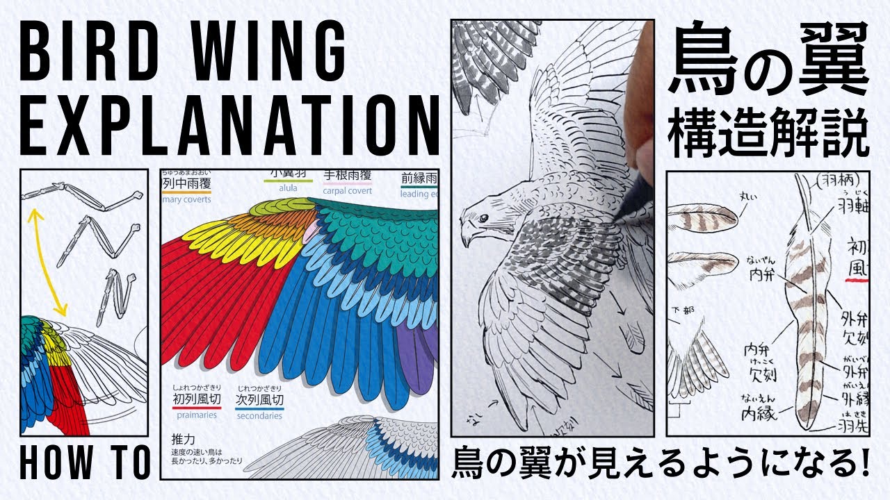 【鳥の翼の構造解説】絶対つかめる翼の描き方／学んで実践まで完全攻略！／How to draw bird wing
