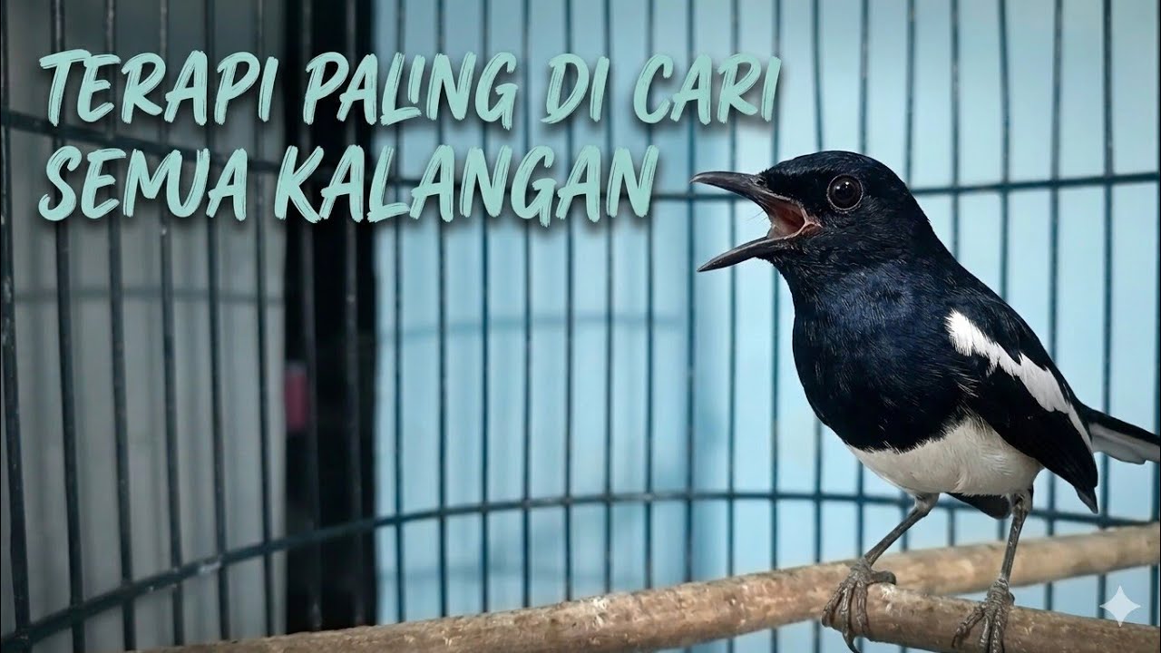 Terapi Kacer malam hari paling di cari