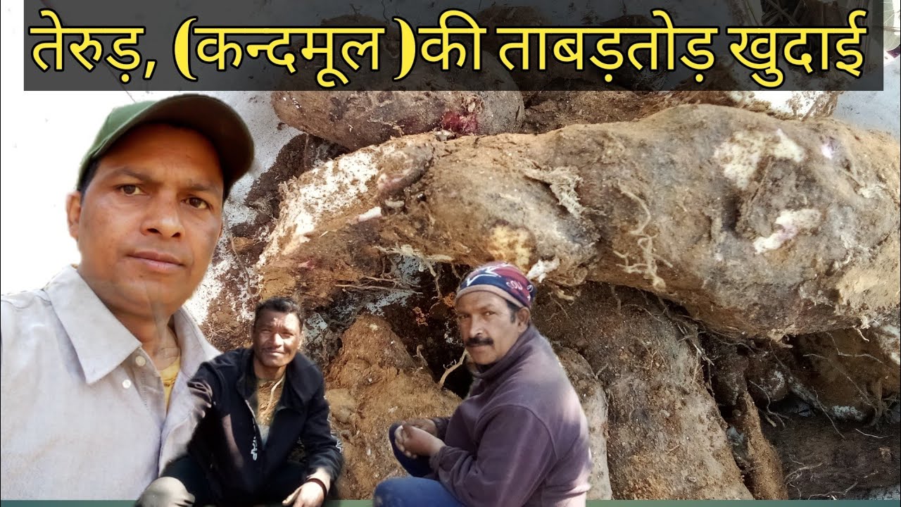 बहुत सालों बाद किया तेरुड़ की खुदाई , 😍 uttarakhand pahadi lifestyle,