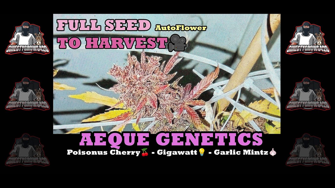 COMPLETE Seed To HARVEST - AEQUE GENETICS -GIGAWATT -POISONUS CHERRY🍒 - GARLIC MINTZ- 1ST AUTOFLOWER