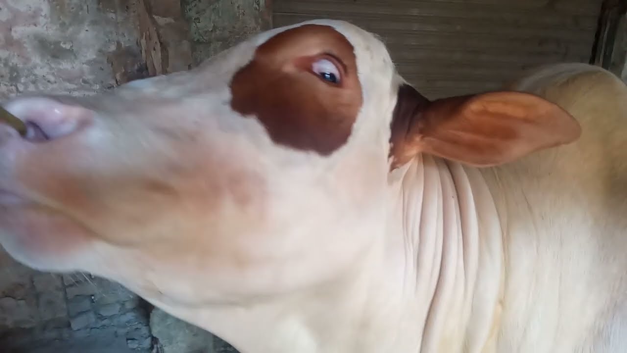 kashmore bull.kashmore mandi.vip gulabi bull.gulabi.gulabi bachra.karachi mavishi Mandi 2023