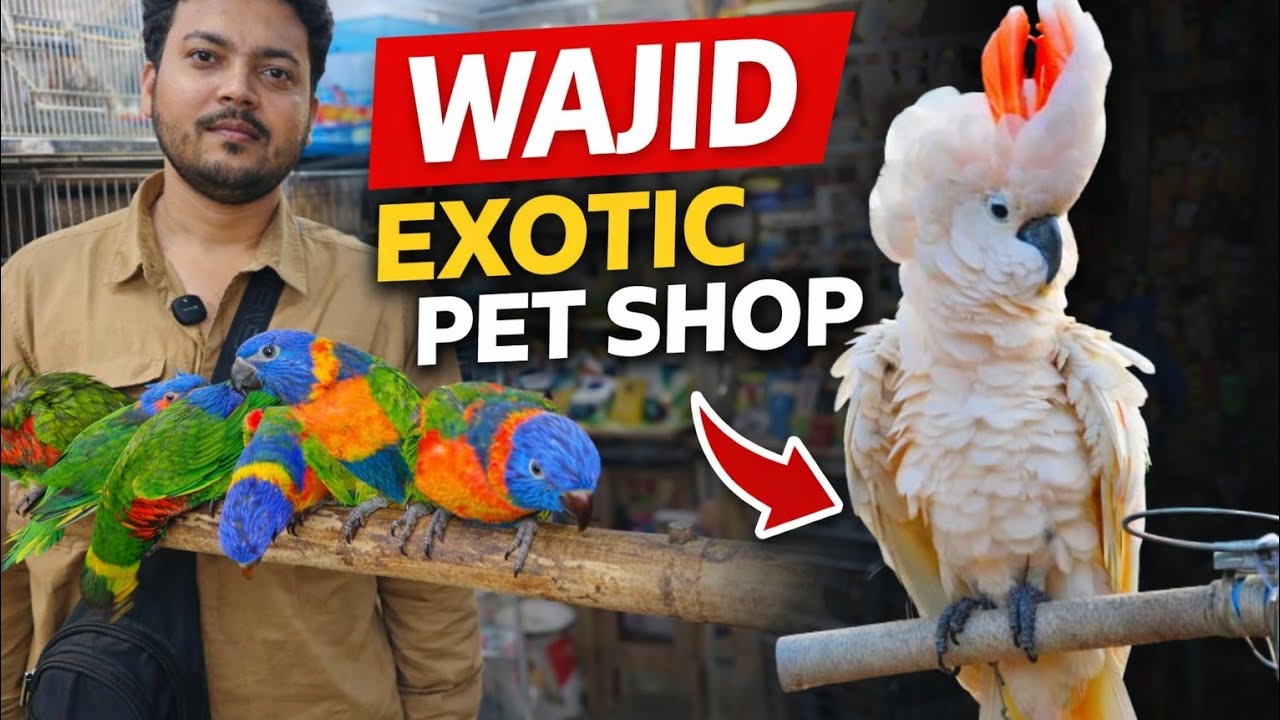 Inside Wajid Exotic Pet Shop | Rare & Colorful Birds 🦜 #birdlovers #petshop 