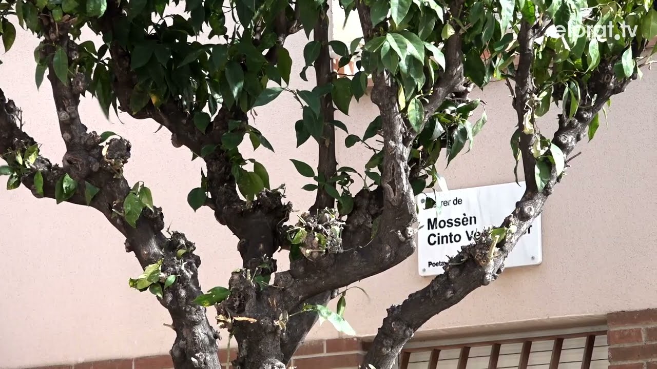Els arbres caiguts per la ventada podrien costar més de 150.000 €