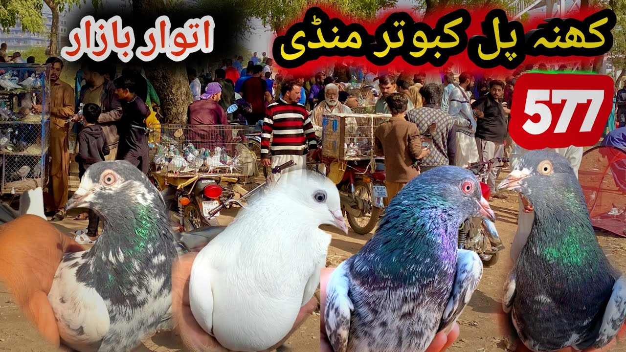 577 | Sunday Kabootar Market Khana Pull | Today 9/11/2025 | Latest Update High Flyer Pigeon Market !