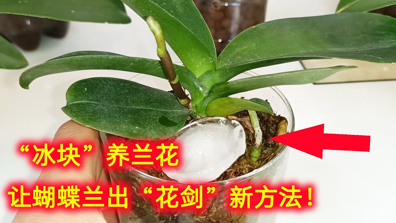 &ldquo;冰块&rdquo;养兰花，让蝴蝶兰出&ldquo;花剑&rdquo;新方法，蝴蝶兰不开花就要&ldquo;冻一冻&rdquo;！（阿涛养花128期）
